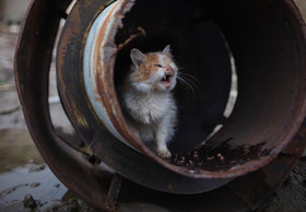 Rescue Cat Mozart