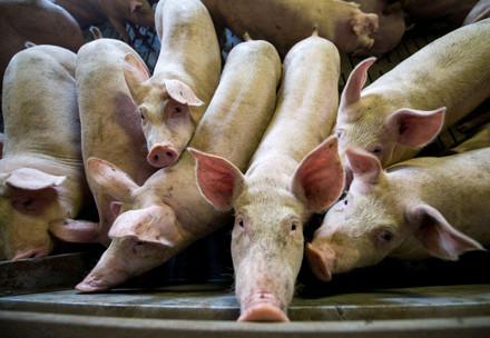 Pigs in factory farming
