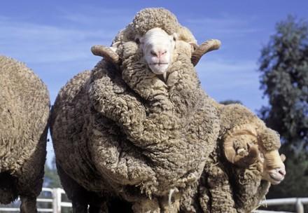 Un mouton en Australie