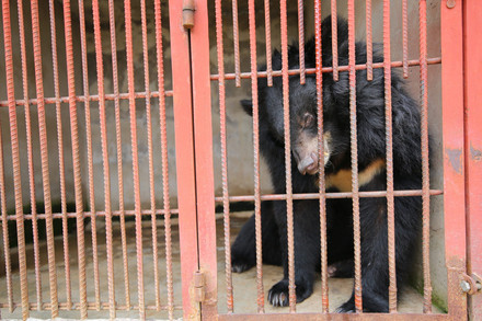 bile bear gazing out of cage