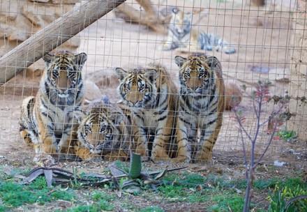 Tigers behind bars on a breeding farm