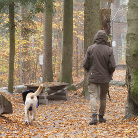 herbstlicher Besucherweg mit Bäumen und Laub am Boden,, links im Bild heller Hund mit blauem Mantel rechts im Bild Person mit brauner Hose und brauner Jacke mit Kapuze