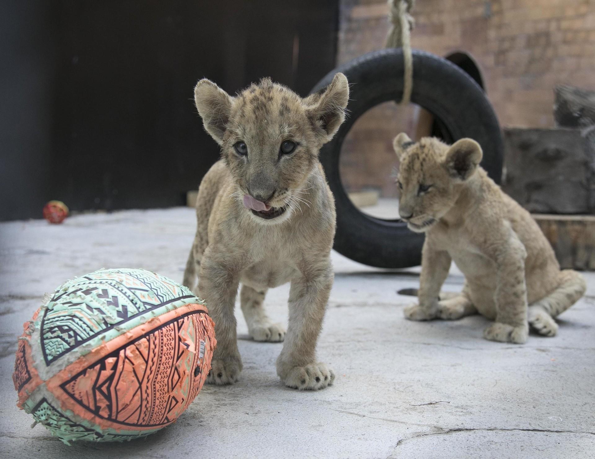 Deux lionceaux en captivité