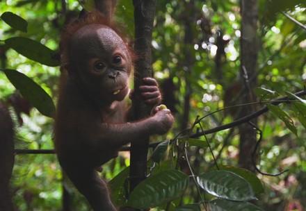 Orangutan orphan Gerhana