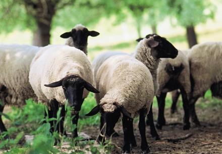 Schafe bei TIERART - einem Projekt von VIER PFOTEN