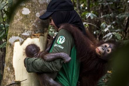 Caregiver with orangutan orphans