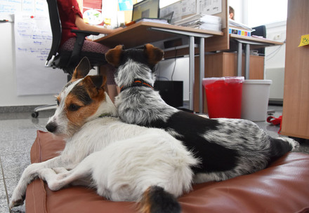 Des chiens au bureau