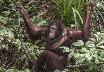 Orangutan Amalia