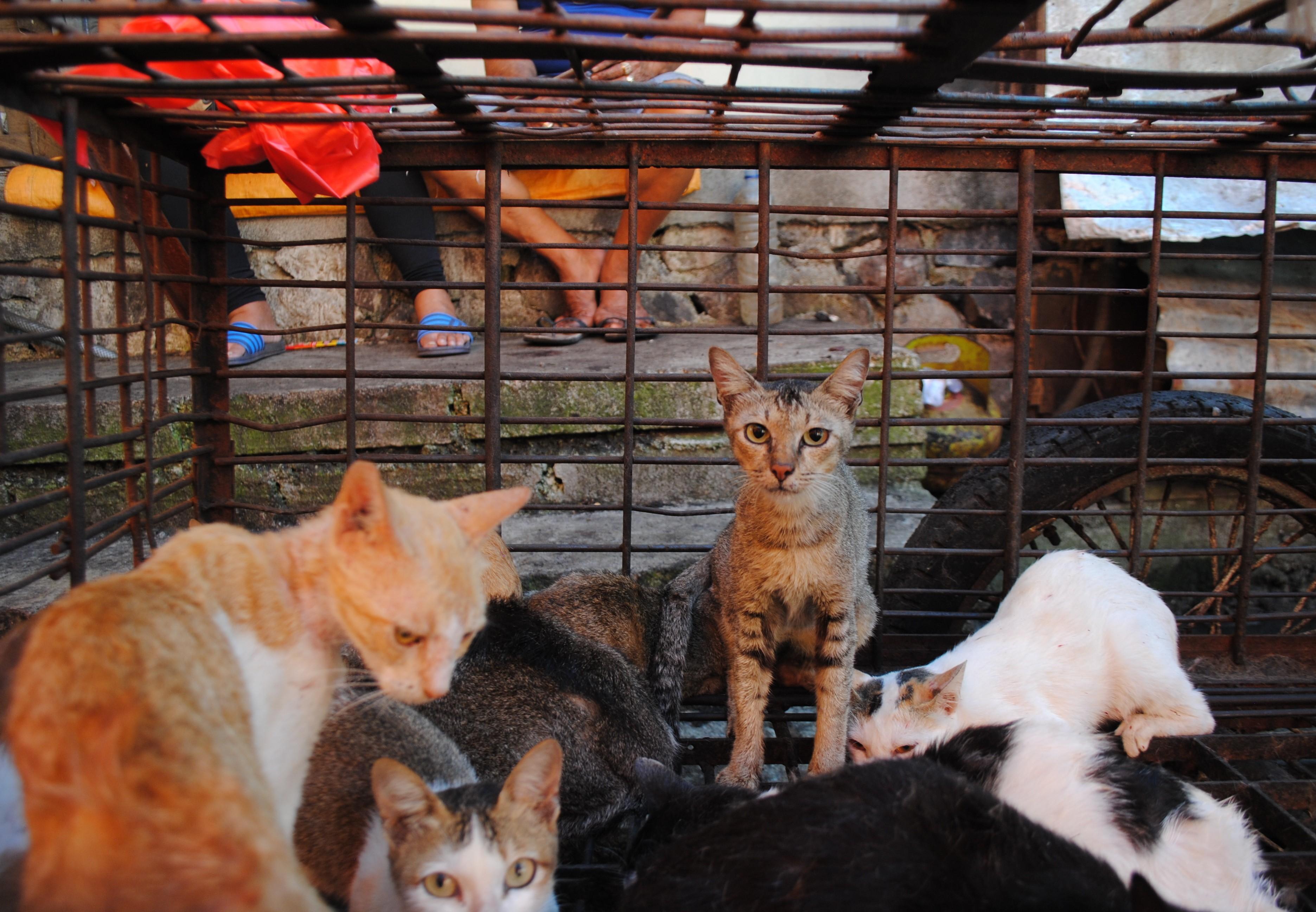 British actor Peter Egan visits “sickening horrors” of North Sulawesi's  brutal dog and cat meat markets, calls on Indonesian government to take  action - FOUR PAWS International - Animal Welfare Organisation