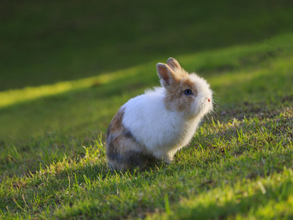 Lebenserwartung von Kaninchen