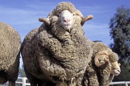 Lamb in the wool industry 