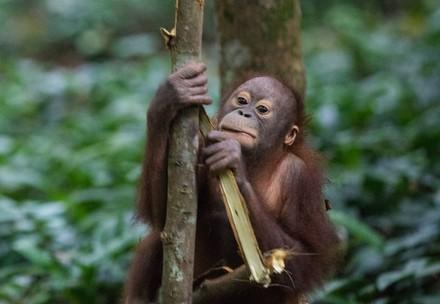 Orangutan Cantik