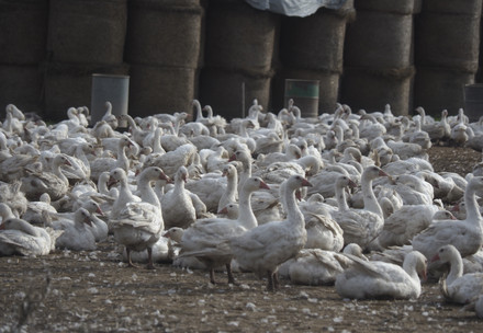Gooses in a farm