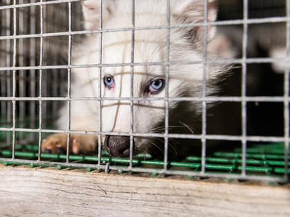 Polar fox in a cage
