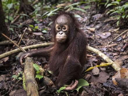 Orang-outan à Borneo