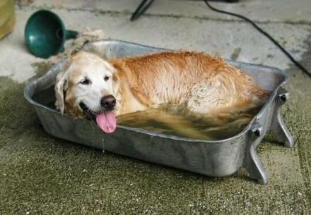 dog cooling down in water 