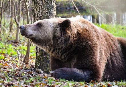 Bear at BEAR SANCTUARY Müritz