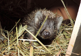 Found a Hedgehog – What now?