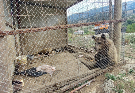 Bärenjunge in Käfig in Albanien