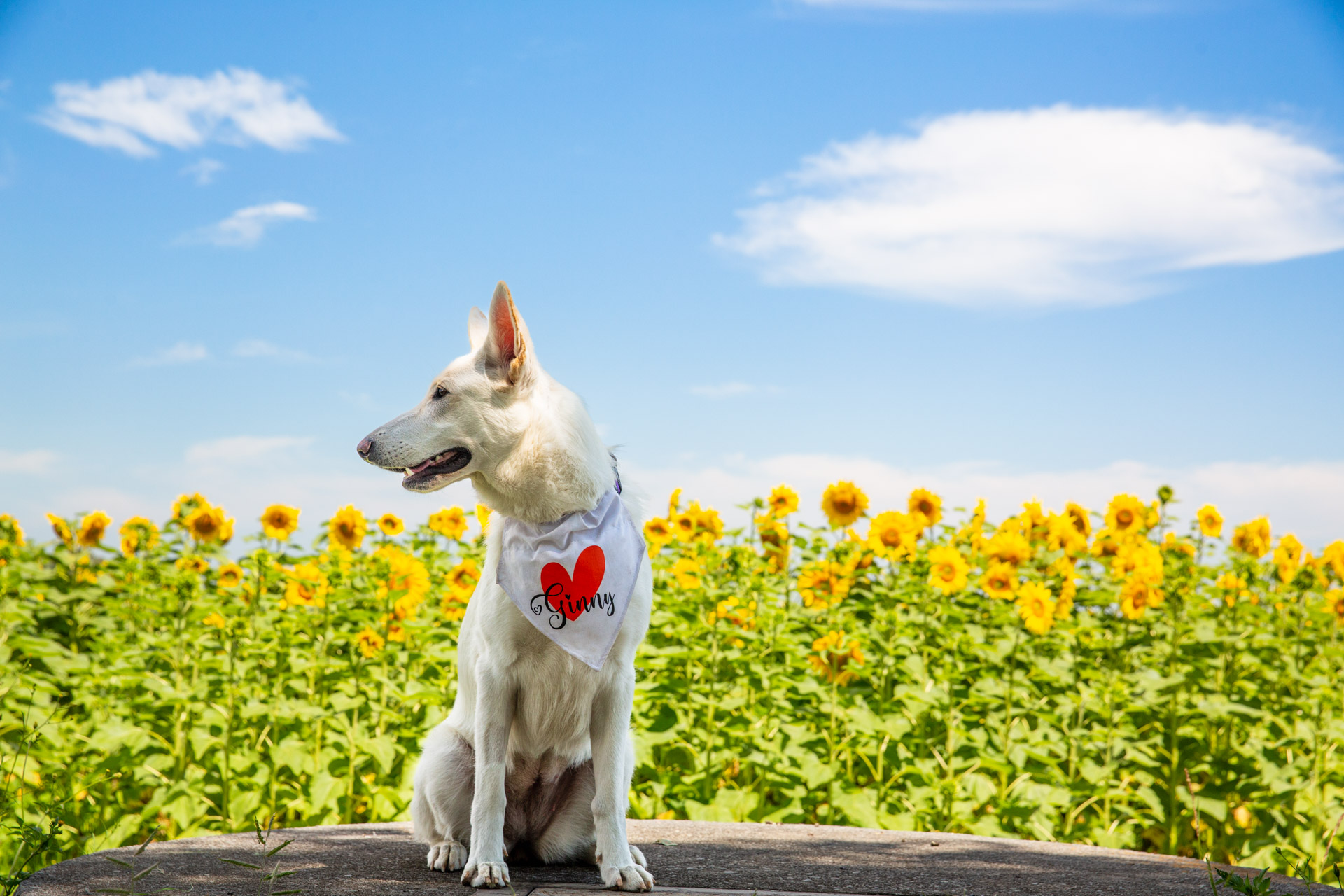 Ginny the Alsatian posing in front of sunflowers