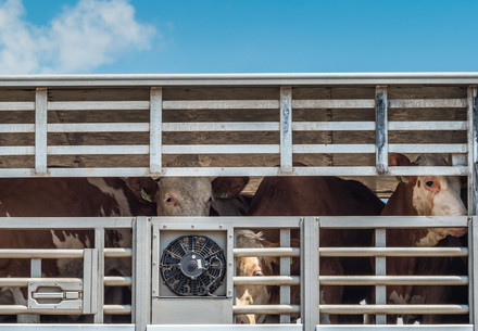 Cattle on transport truck