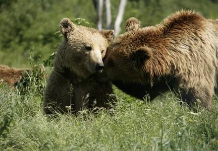 Bären Hana und Anik in Prishtina 