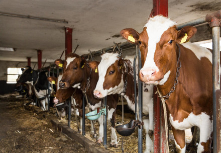 Kühe in einem Stall in Anbindehaltung (Deutschland)