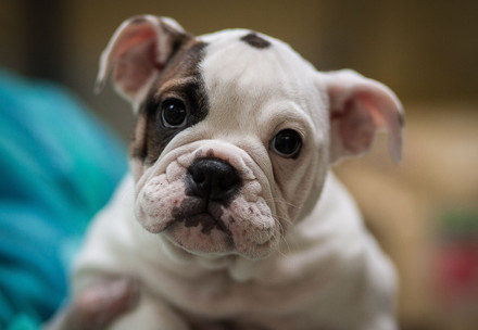 Close up of a young bulldog puppy