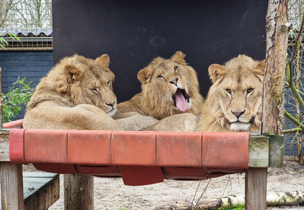 Lions Roman (left), Dolf (middle) and Vincent (right)