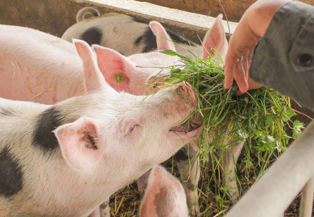 Schweine geniessen frisches Gras