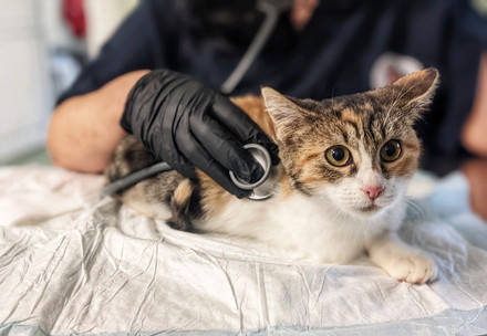 bankya clinic cat patient