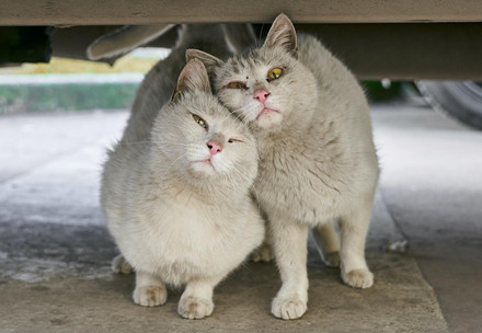 Two stray cats huddled together under a vehicle