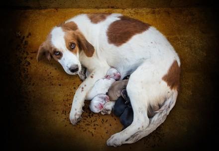 Dog mother with puppies