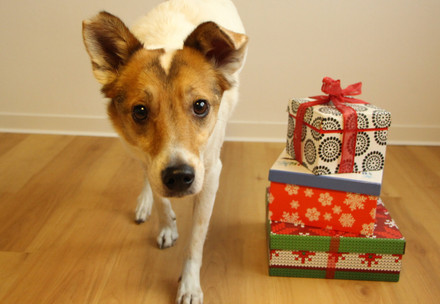 dogs with christmas presents
