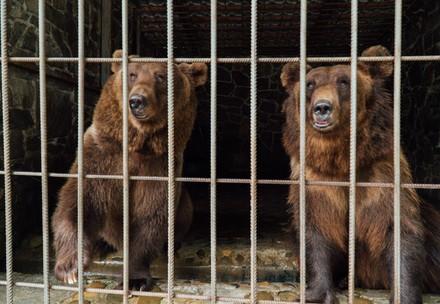 two bears in cage