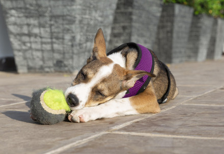 Hund mit Ball