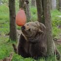 Brownbear Brumca sits and tries to get food out of an enrichment in shape of a ballon. In the background there are trees. 