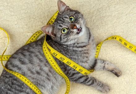 Cat with a measuring tape