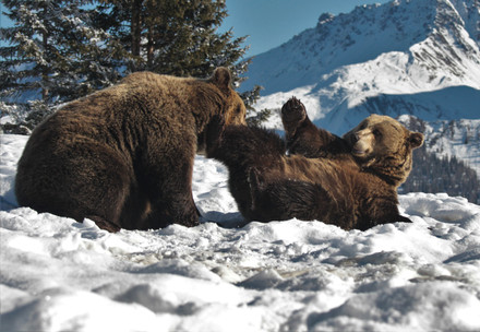 Bear Ema at BEAR SANCTUARY Prishtina
