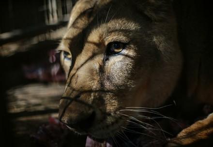 Lioness in Sudan 