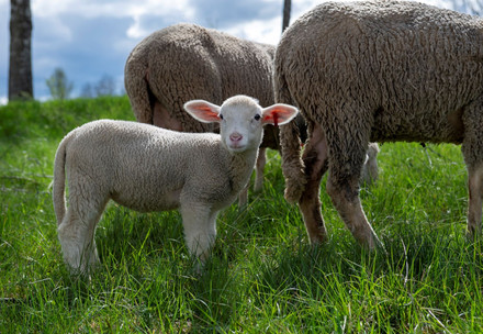 lambs in the grass