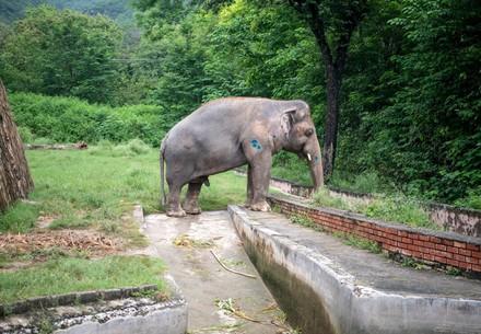 Elefant Kaavan 