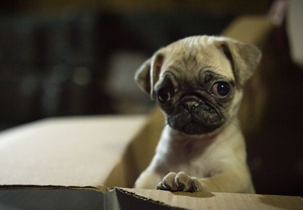 Fawn coloured pug puppy in a cardboard box