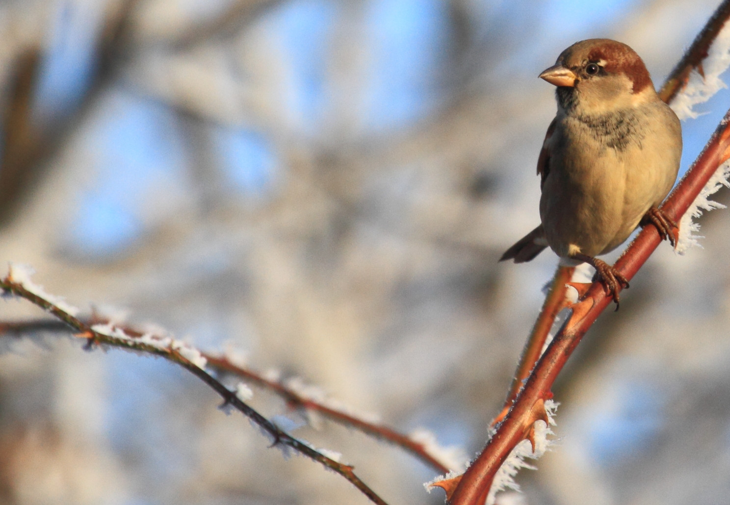 Nourrir les oiseaux en hiver - QUATRE PATTES en France