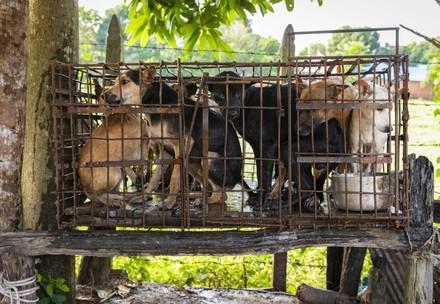Dog slaughterhouse in Siem Reap, Cambodia