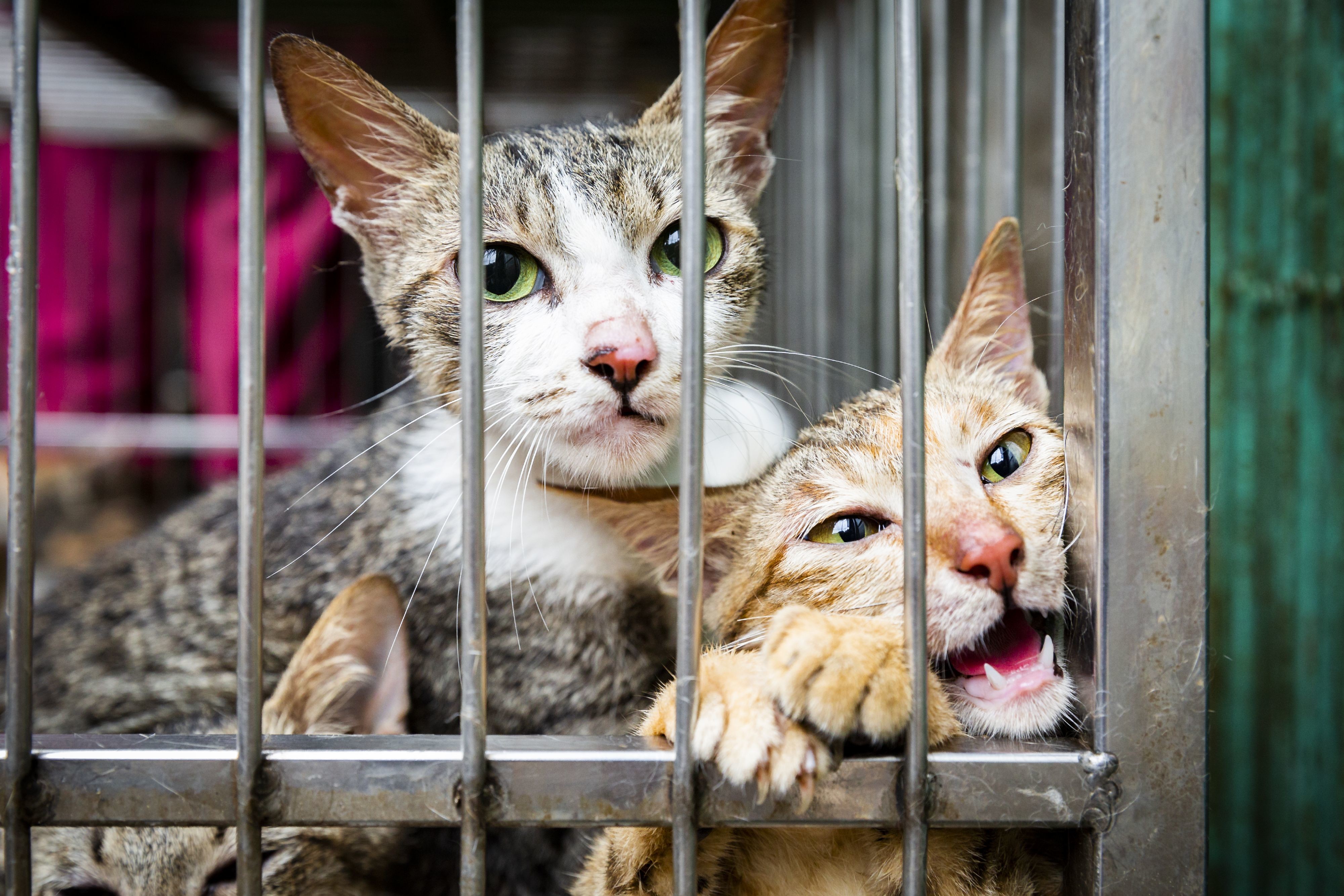 Cats looking out of cafe in the cat meat trade 