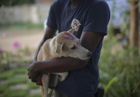 Over 50,000 dogs and cats vaccinated in Myanmar: FOUR PAWS surpasses first crucial goal in the fight against rabies