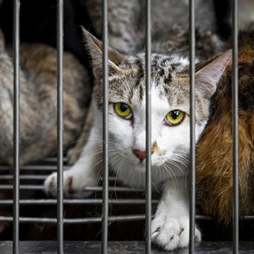 Hunde und Katze in einem Käfig auf dem Weg in ein Schlachthaus