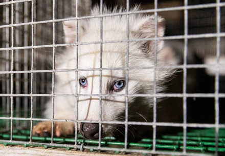Raccoon dog. Investigation into fur farms in Finland.