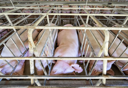 Porcs rapprochés dans des cages à truies